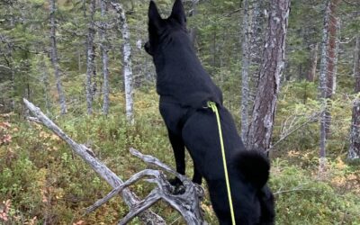 Klubbens uttak til NM bandhund