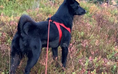 Prøvesesongen for bandhund nærmer seg – påmelding er åpnet!